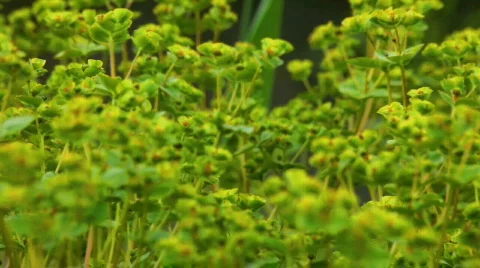 Green plants 库存影片 701994