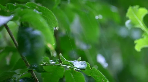 Green plants Stock Footage 768785