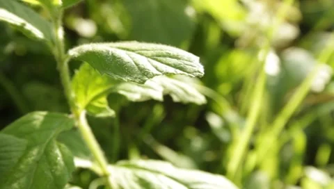 Green plants Stock Footage 8650287