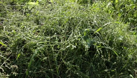 Green plants Stock-Footage 8650418