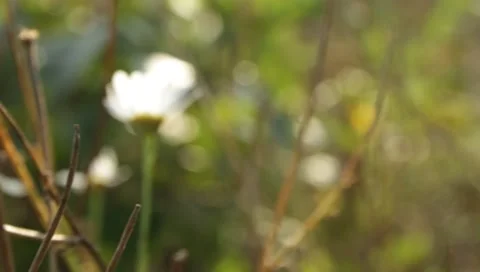 Green plants Stock Footage 8652858