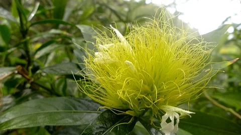 Green plants Stock Footage 104764946