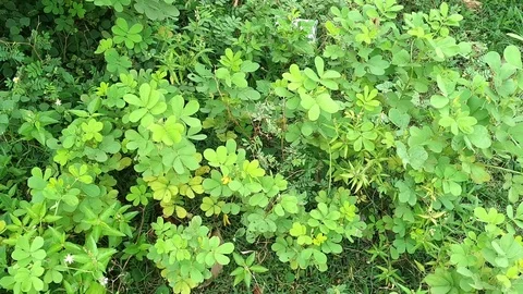 Green Plants Stock Footage 111390297