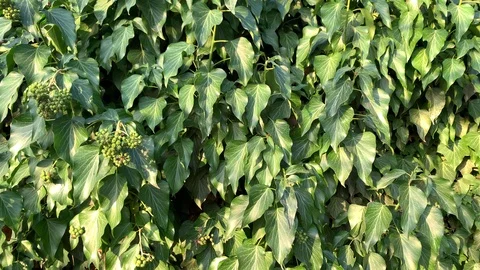 Green plants Stock Footage 120925708