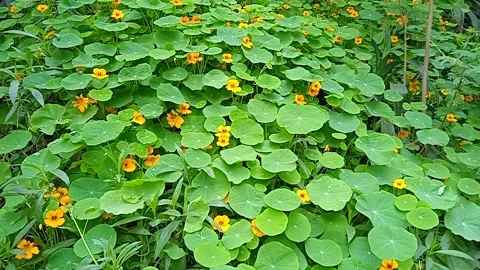 Green plants Video stock 150313022