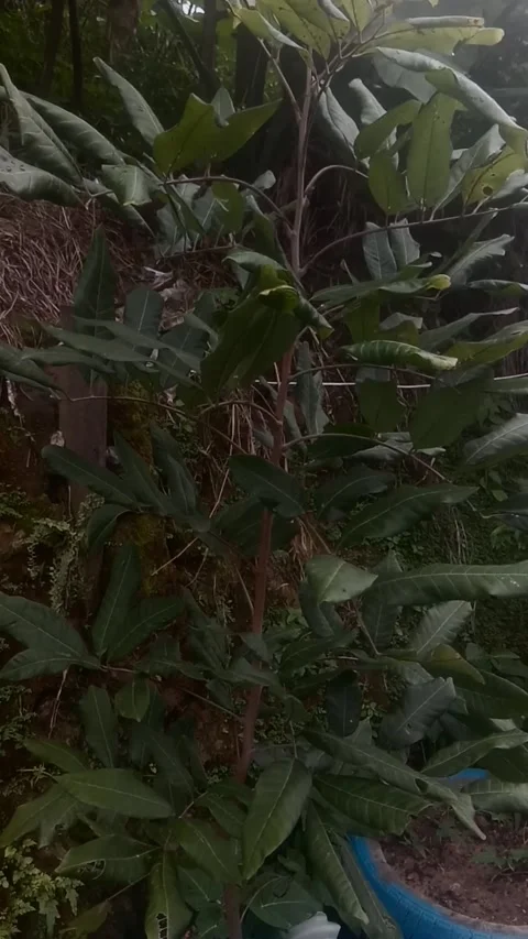 Green plants Video stock 167149450