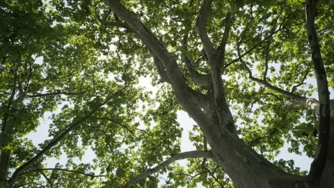 Green plants Stock Footage 244307244