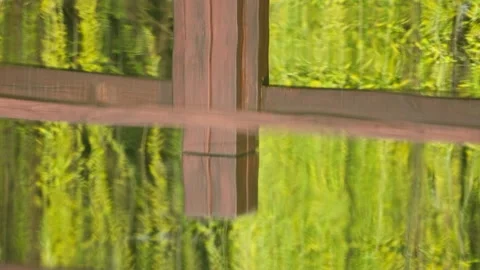 Green plants Stock Footage 244307869