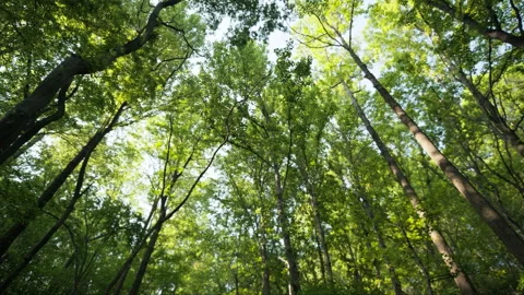 Green plants Stock Footage 244307937