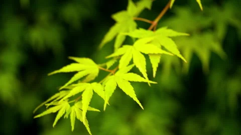 Green plants Stock-Footage 244310501