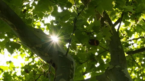 Green plants Stock Footage 244313876