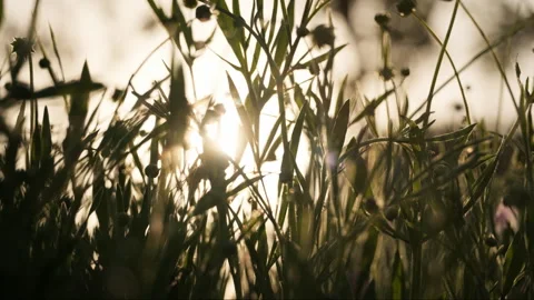 Green plants Stock Footage 244315403