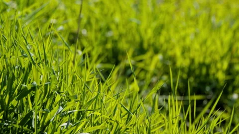Green plants Stock Footage 244315419