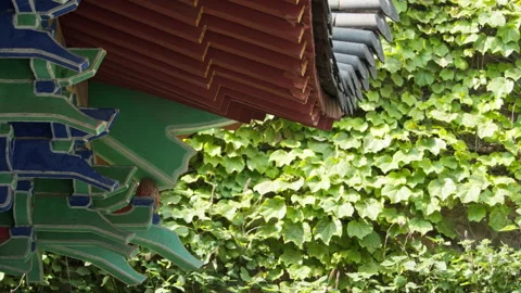 Green plants Stock-Footage 244316306