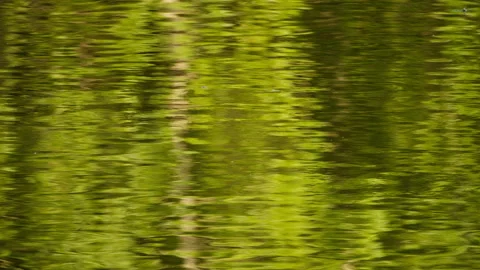 Green plants Stock Footage 244316451