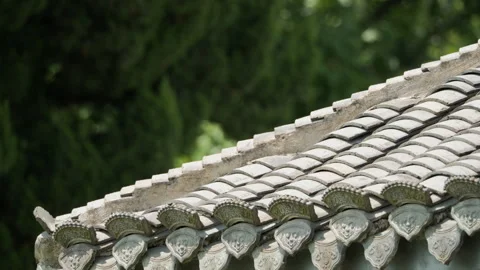 Green plants Stock Footage 244316947