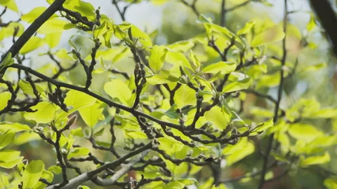 Green plants Video stock 244400849