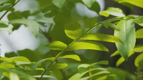Green plants Video stock 244401248