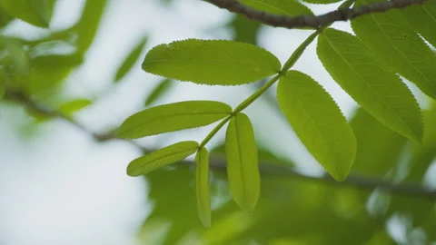 Green plants Video stock 244401573