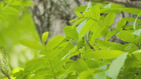 Green plants Video stock 244401603