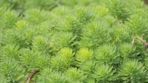 Green plants Video stock 244401793