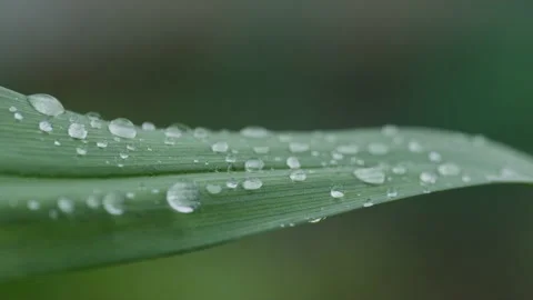 Green plants Video stock 244402110