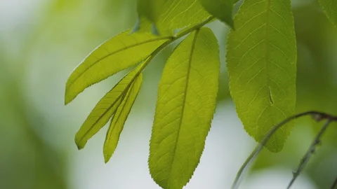 Green plants Video stock 244402117