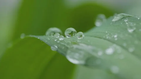 Green plants Video stock 244402138