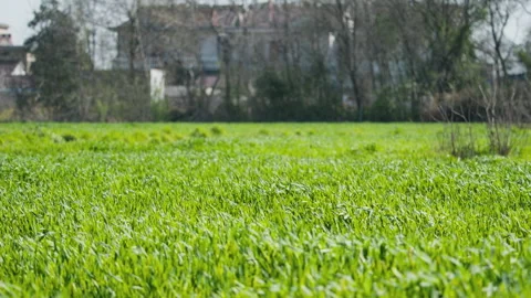 Green plants Video stock 244402140