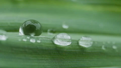 Green plants Video stock 244402346