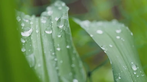 Green plants Video stock 244402447