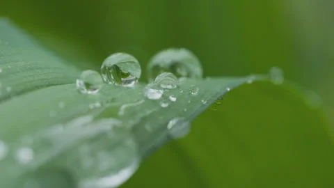 Green plants Video stock 244402456