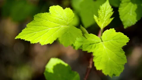 Green plants Video stock 244402943