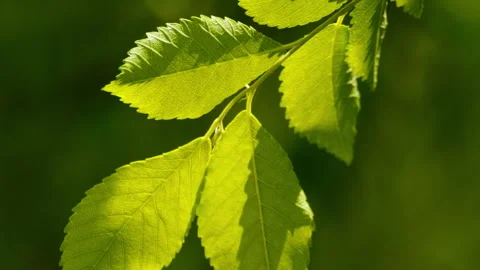 Green plants Video stock 244402960