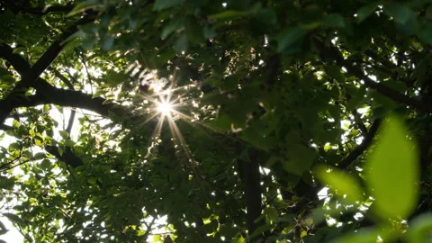 Green plants Video stock 244403375