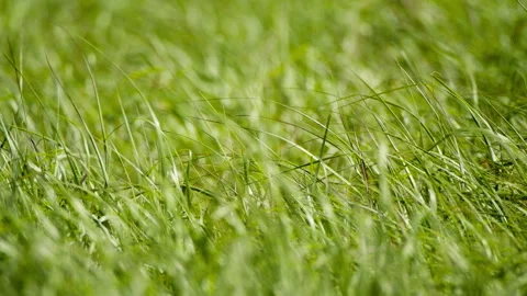 Green plants Video stock 244403409
