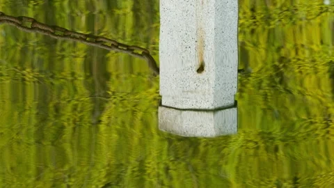 Green plants Video stock 244403485