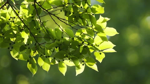 Green plants Video stock 244403539