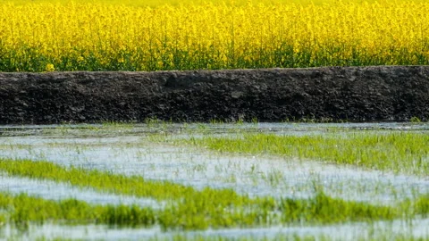 Green plants Video stock 244403691
