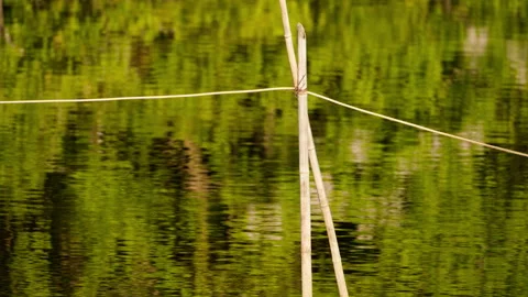 Green plants Video stock 244403735