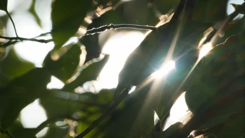 Green plants Video stock 244403749