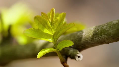 Green plants Video stock 244403916
