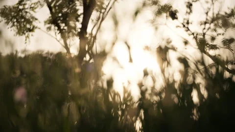 Green plants Video stock 244404109