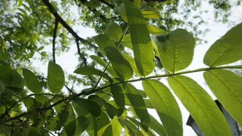 Green plants Video stock 244404218