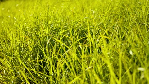 Green plants Video stock 244404432
