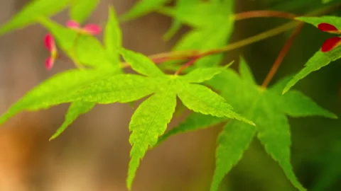 Green plants Video stock 244404450