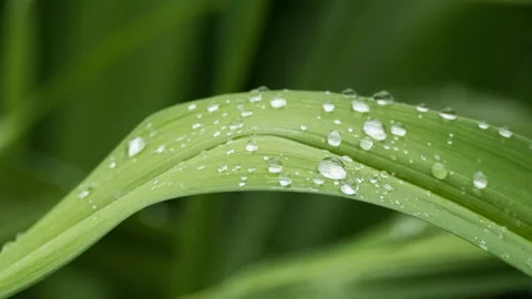 Green plants Video stock 244404512