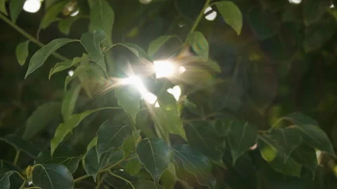 Green plants Video stock 244404853