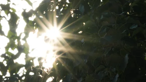 Green plants Video stock 244405089