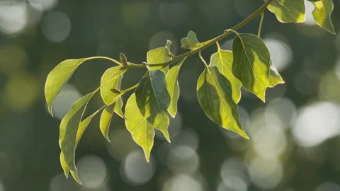 Green plants Stock Footage 244405488